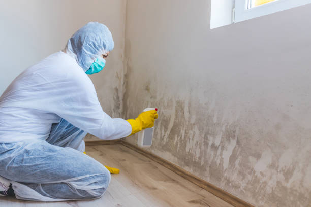 Licensed Attic Mold Removal service in USA - WQB Mold Removal
