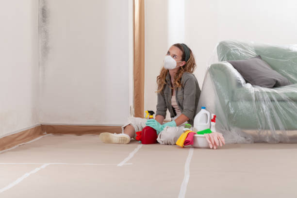 Reliable Attic Mold Removal contractor in USA by WQB Mold Removal