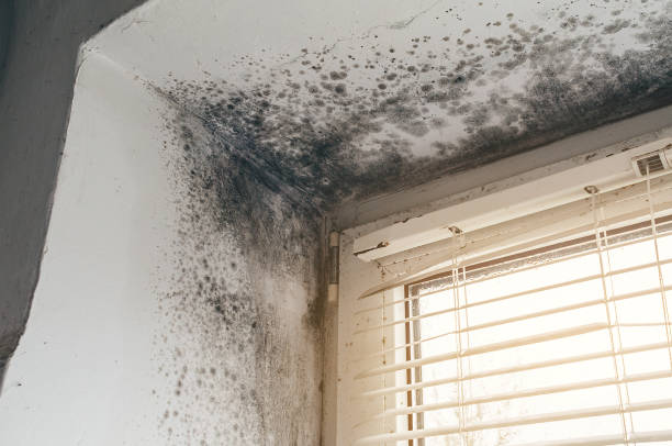 Affordable Attic Mold Removal solutions in USA