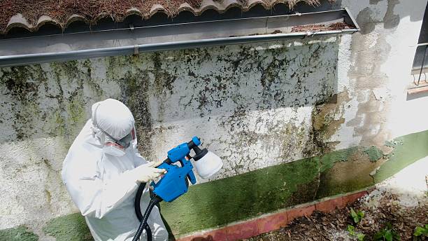 Top rated local Attic Mold Removal specialists in USA